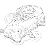 Indo Pacific Saltwater Crocodile Coloring Page 1
